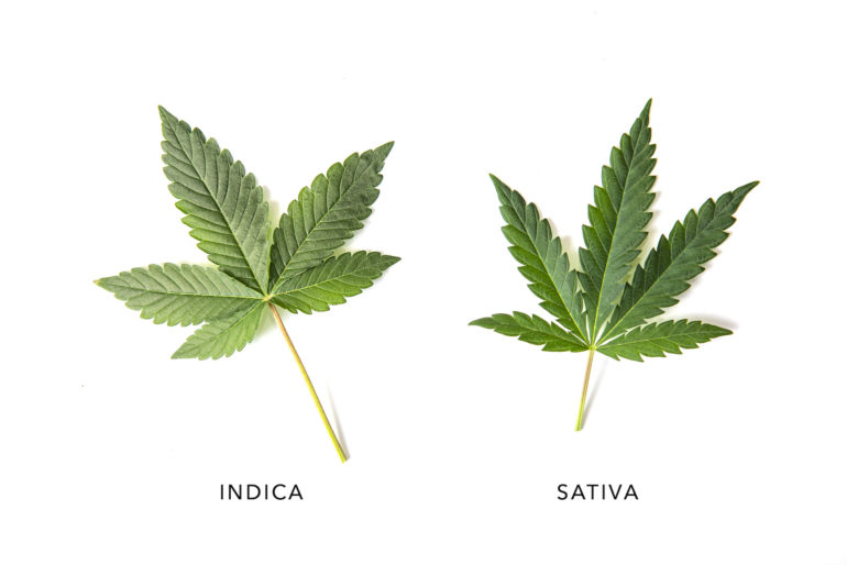 indica vs Sativa