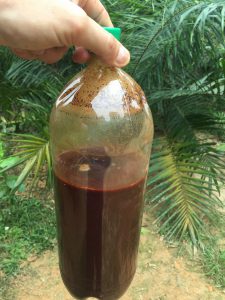 BUY AYAHUASCA Tea