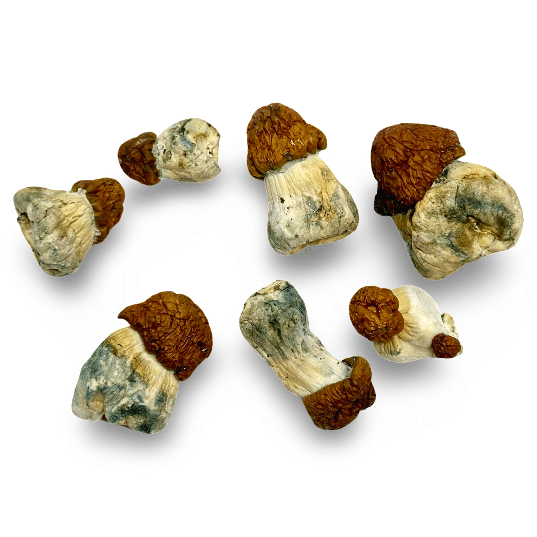 Blue Pulaski Magic Mushrooms