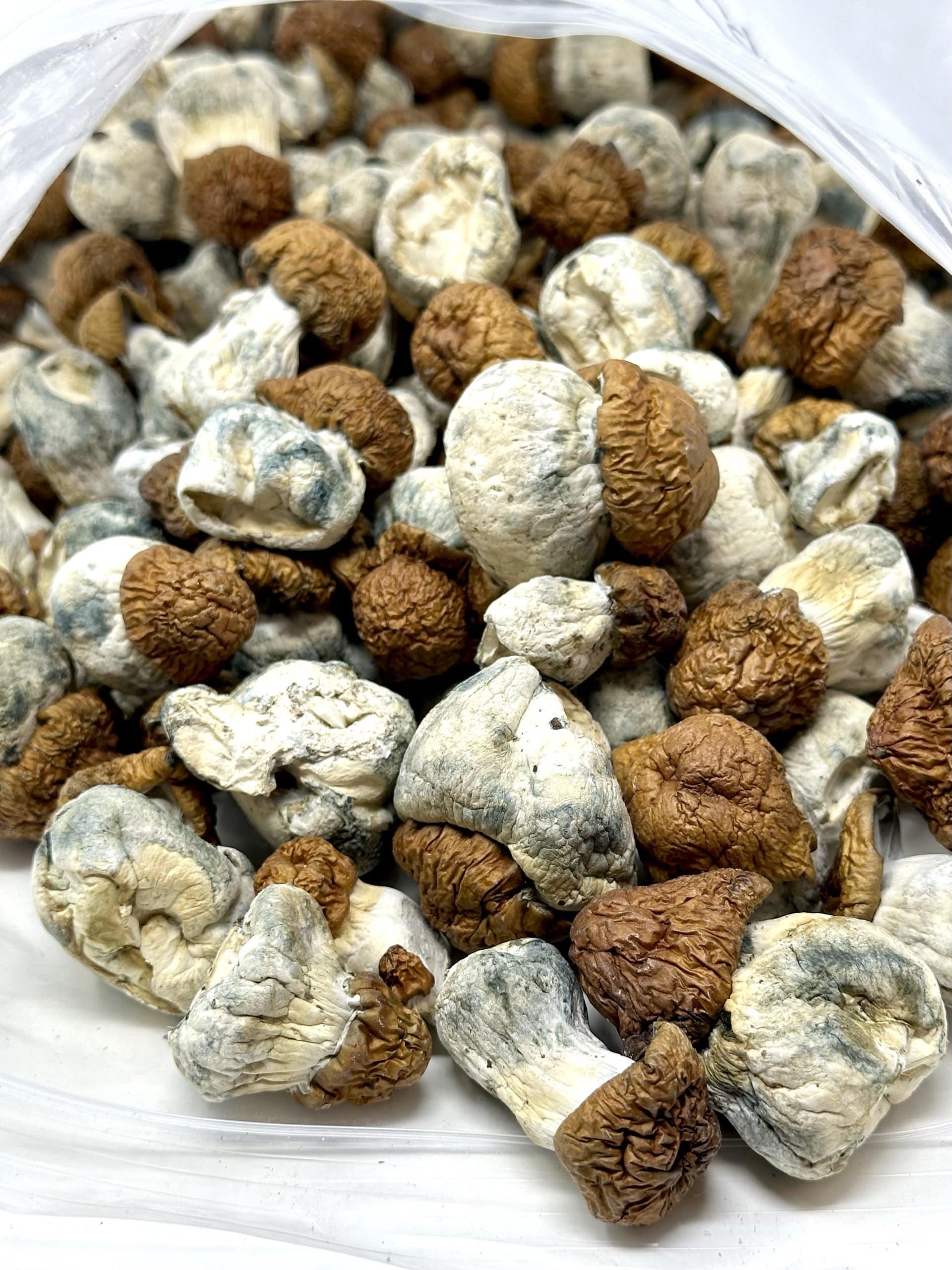 Blue Pulaski Magic Mushrooms