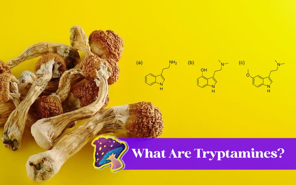 What Are Tryptamines